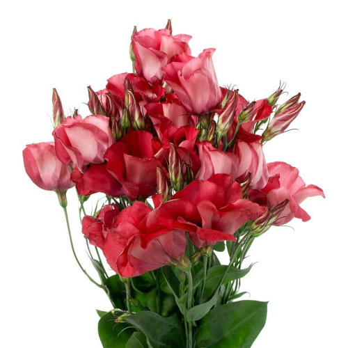 Lisianthus Red, Holex