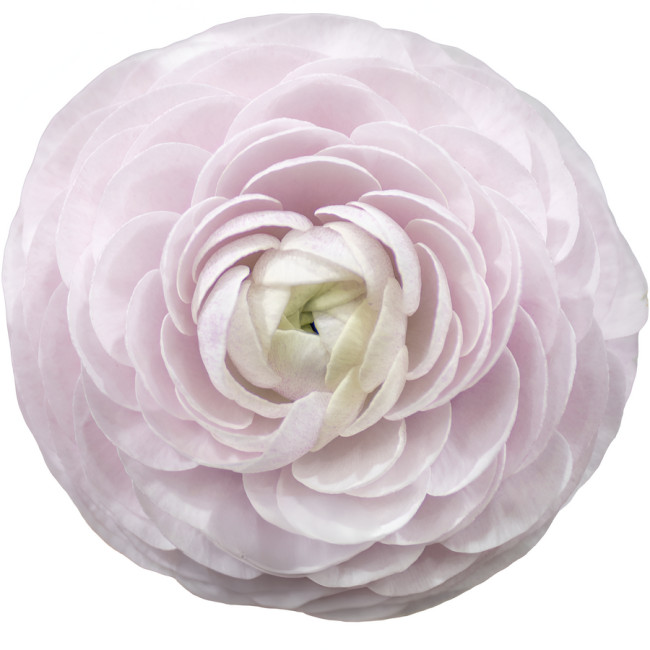 Ranunculus Cloni Success Nebbia