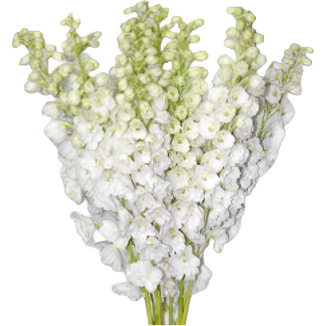 Delph Hybrid White 90cm vallef