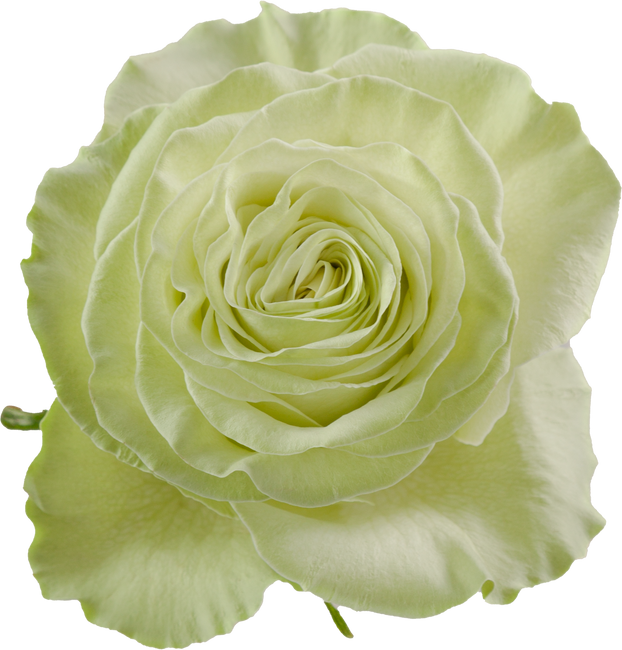 Rose Wassabi 50cm Choice
