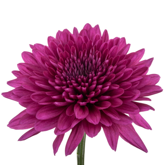 Mum Cremon Lamira Sole