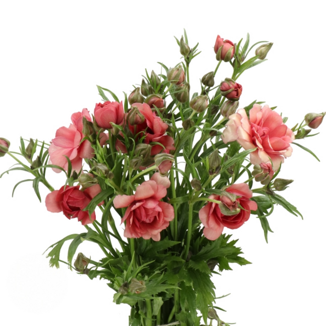 Ranunculus Moderna Energia (10st) rprima