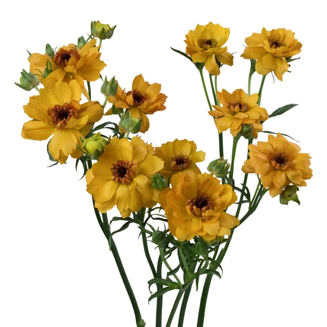 RanunculusModerna Vivaldi 10st, Rosaprima