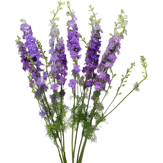 Larkspur Lavender sole