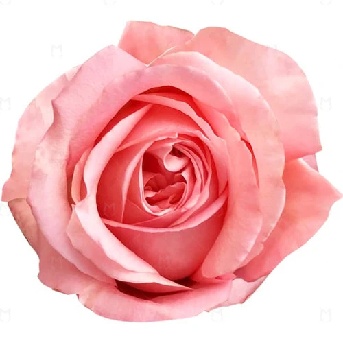 Rose Pink Expression 60cm choi