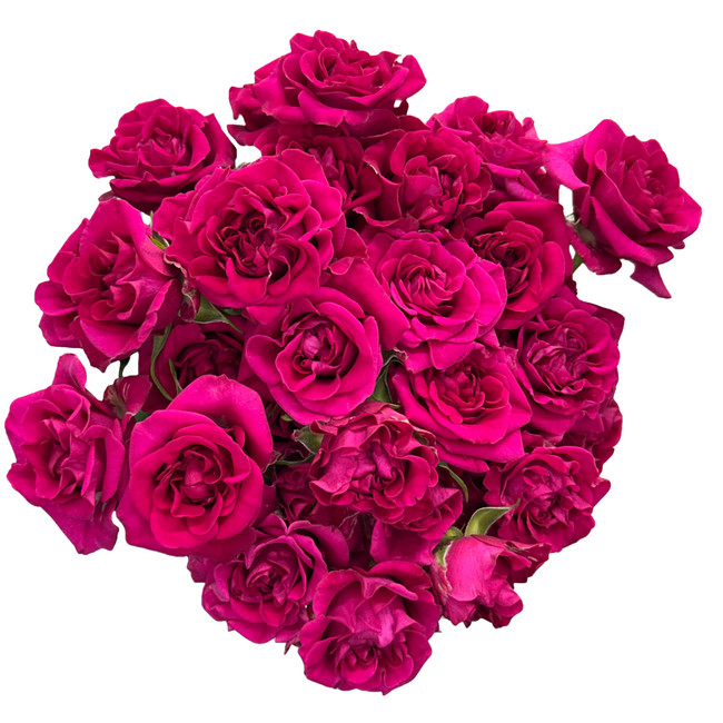Rose Grn. Hot Pink Flow 40cm (