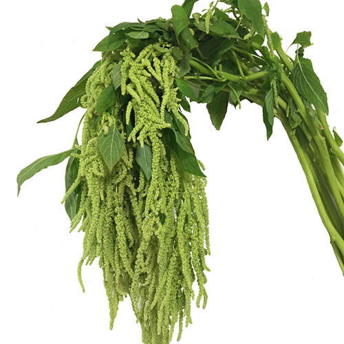 Amaranthus Green Hanging 70cm