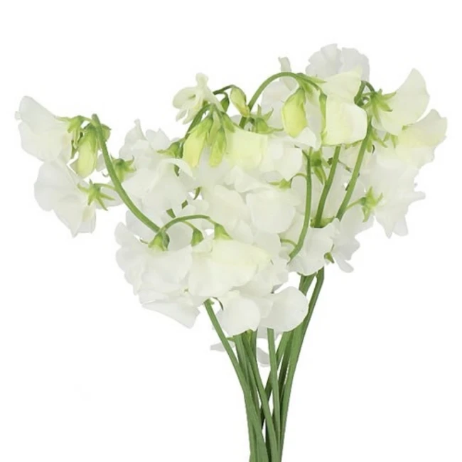 Sweet Pea White fresca - SW PEA WHITE FRES