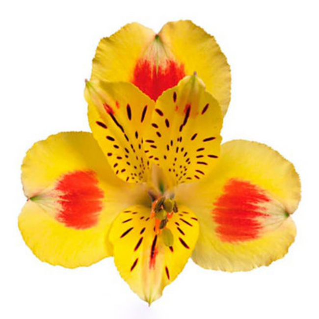 Alstro Sel Bali Yell/Red CONT