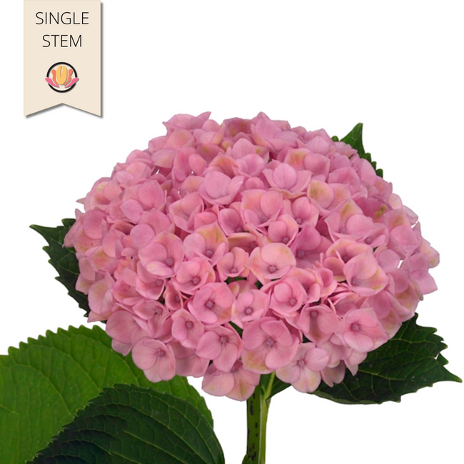Hydrangea Magical Revolution P