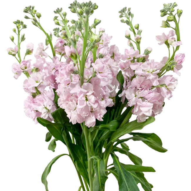 Stock Light Pink Trilogy