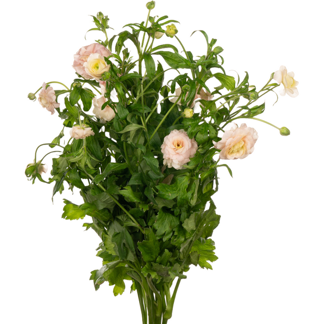 Ranunculus Moderna Leda rprima