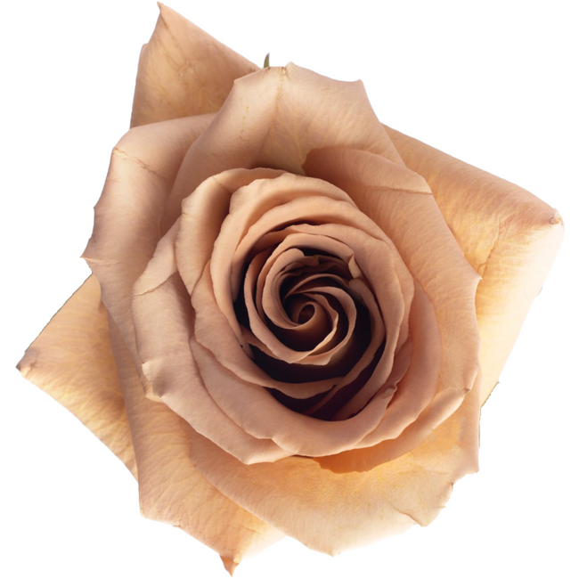 Rose Toffee 80cm rprima