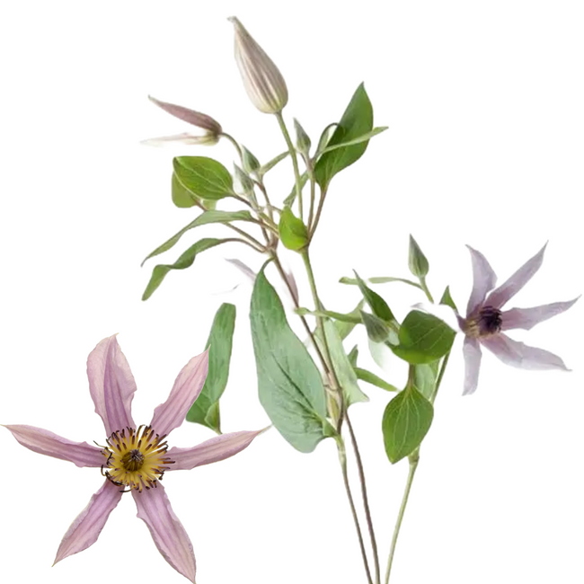 Clematis Amazing Miami holl