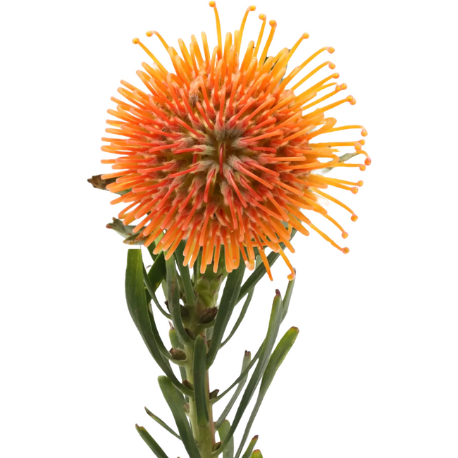 Protea Nutan Ayoba Peach holl(