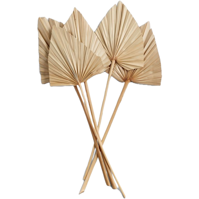 Dried Palm Spear Sun Intense B