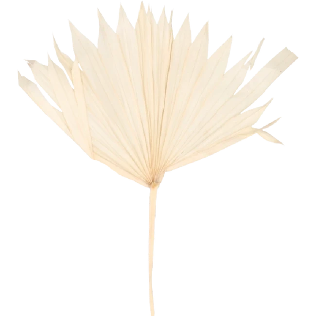 Dried Palm Spear Sun Intense B