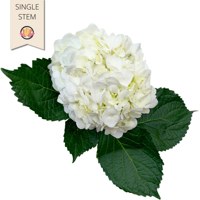 Hydrangea White Sel Bella (stem)