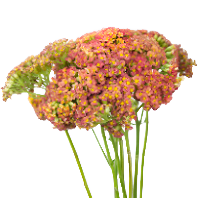 Yarrow Orange local