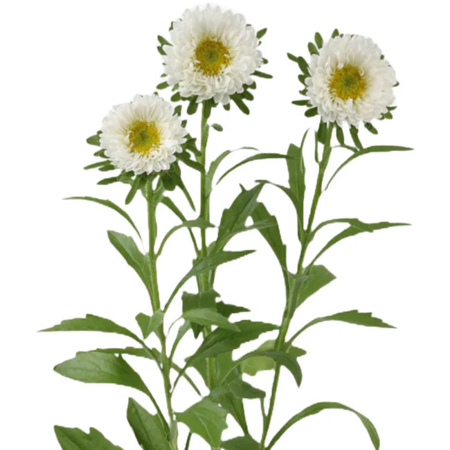 Aster Matsu White holl