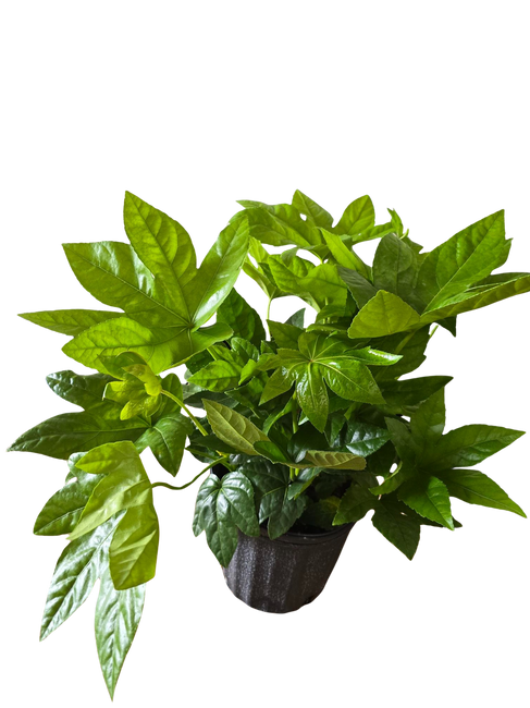 8" Fatsia Japonica