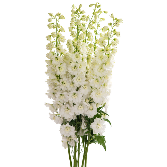 Delph Blanco Paramo 110cm Vall