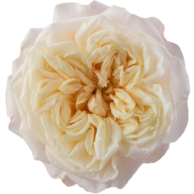 Rose Grdn Fatima (25st) Rprima