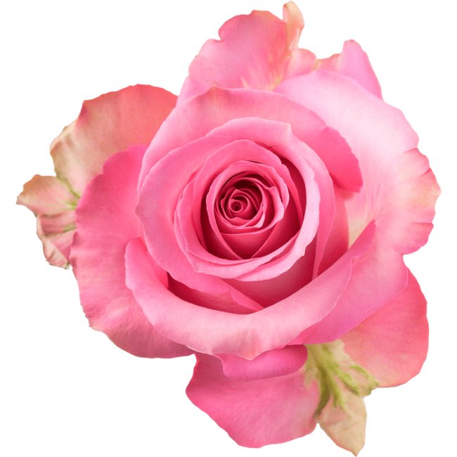 Rose Sweet Memory 70cm rprima