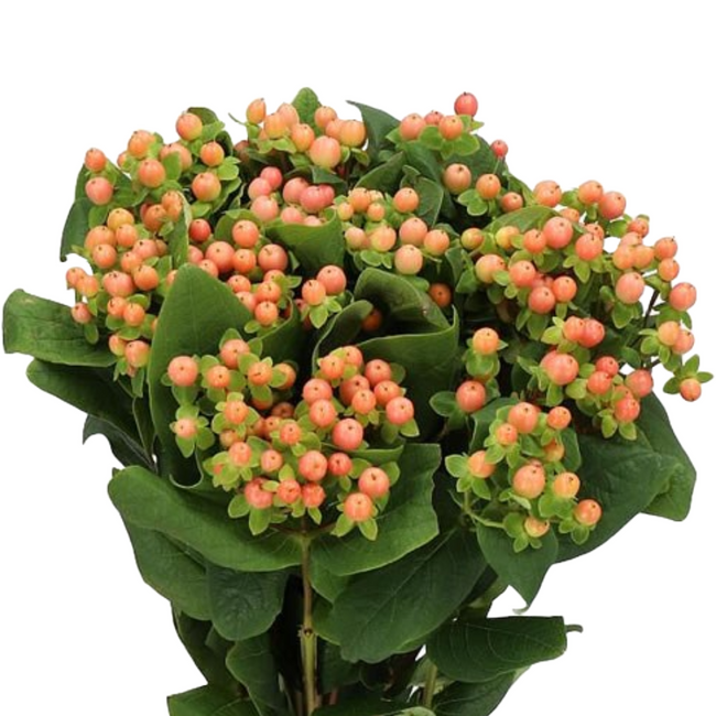 Hypericum Spray Mellow 60fc