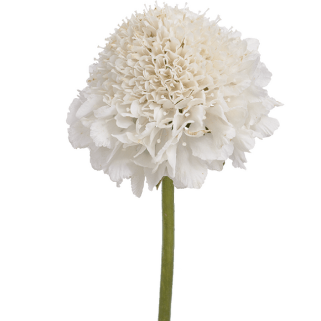 Scabiosa White choice