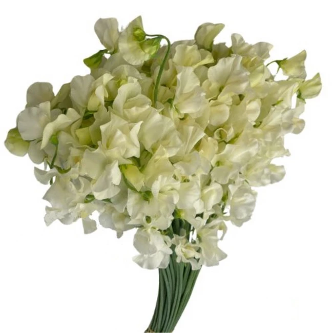 Sweet Pea Naomi choice
