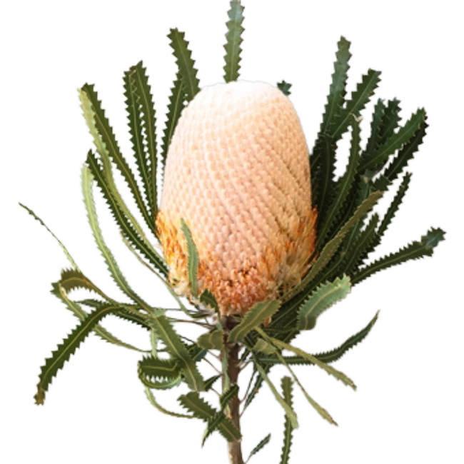 Banksia Orange groot(STEM)