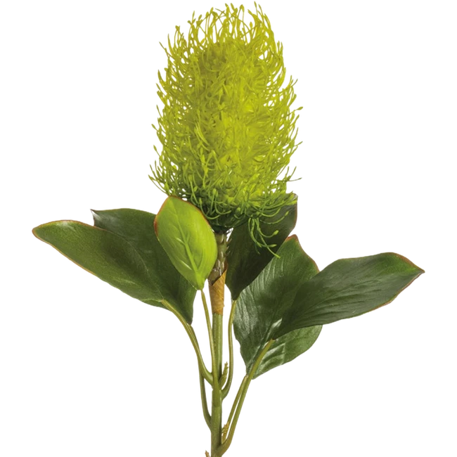 Banksia Green groot(STEM)
