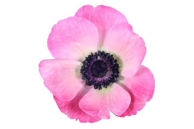 Anemone Pink batten