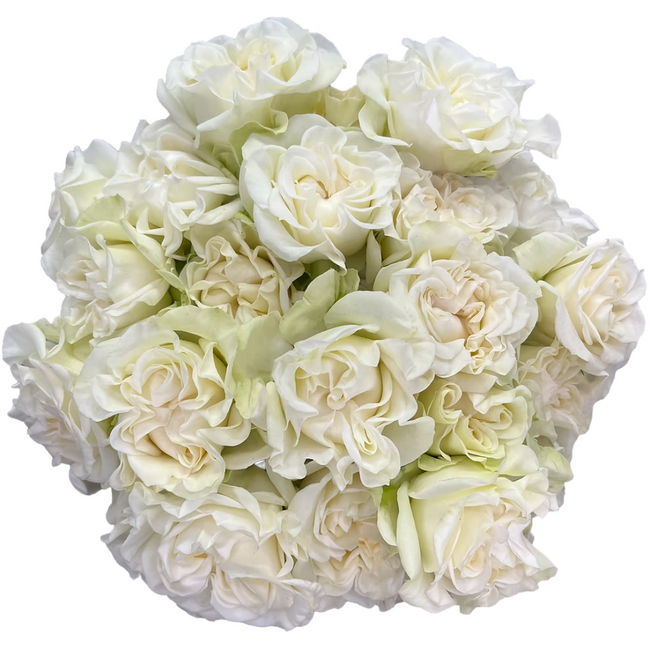 Rosespray Artic Flow 40 Florecal