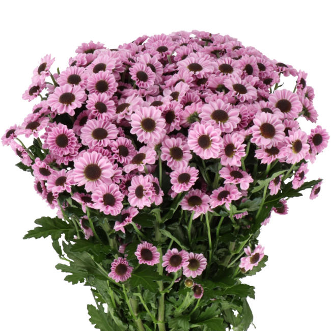 Pom Daisy YingYang Purple SOLE