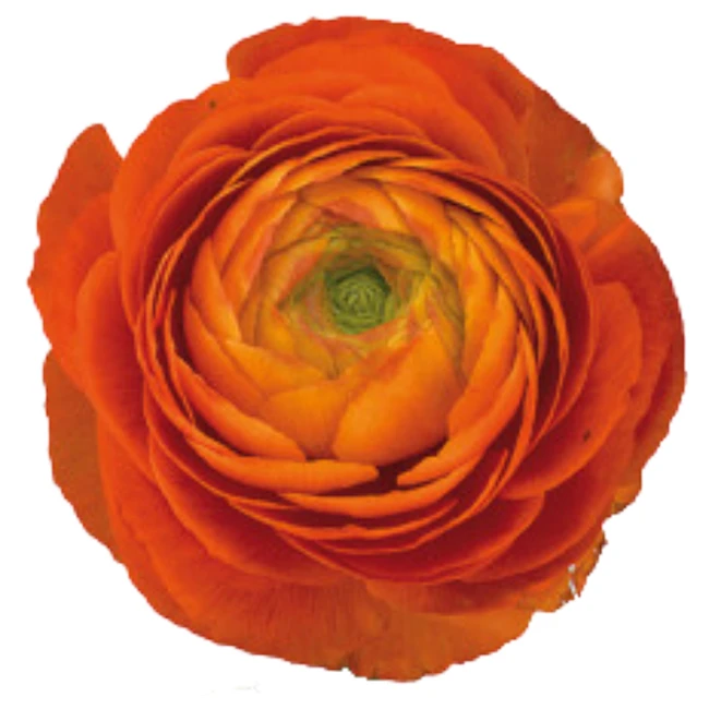 Ranunculus Dk Orange chilfresh