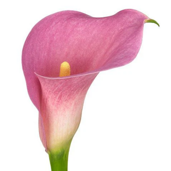 Calla Pink Design holl