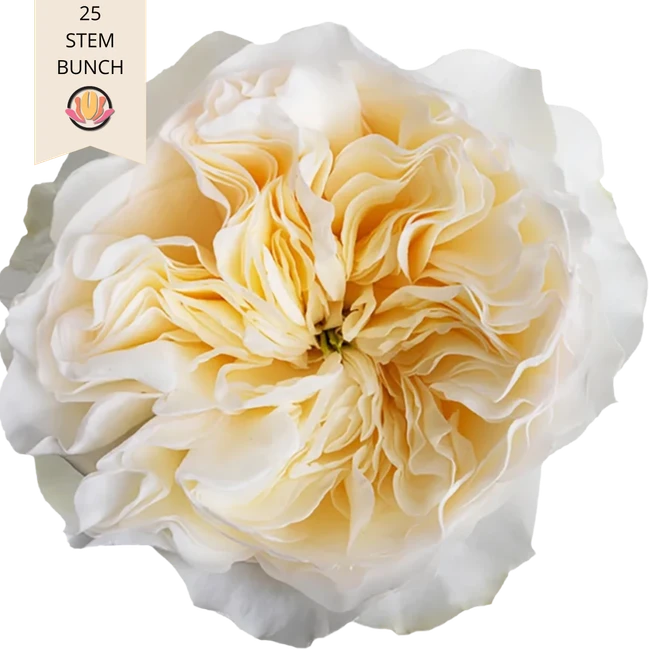 RoseGrdn Aurora RPRIMA 25st