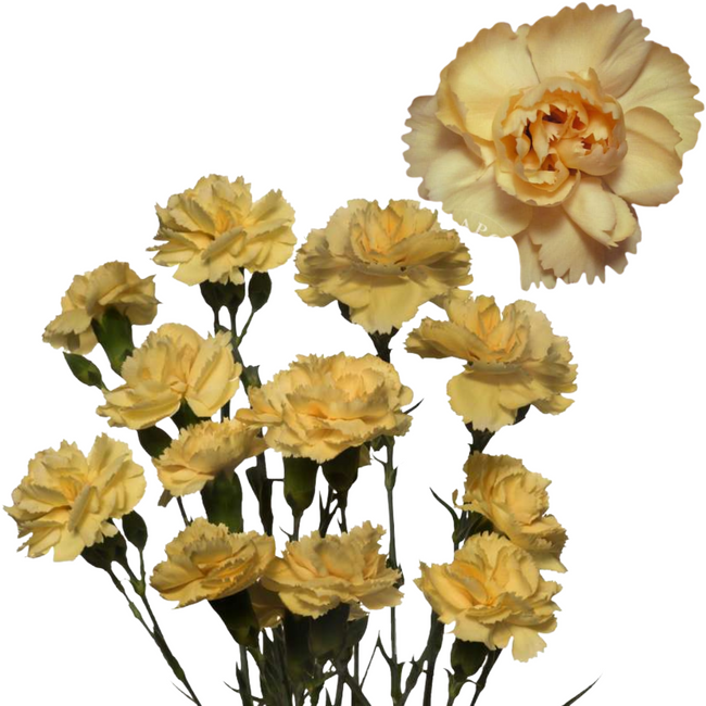 MiniCarn GoldPinataSundrops SOLE