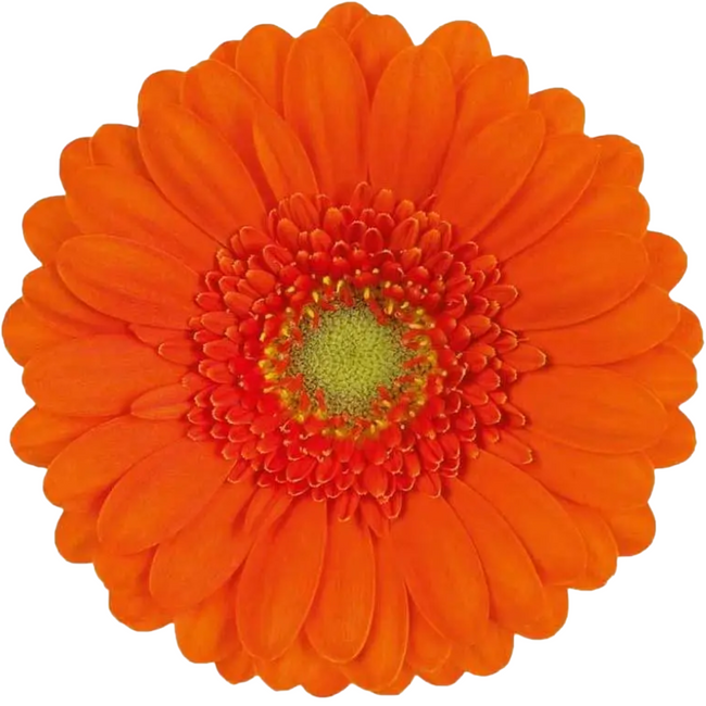 GerMini Olivia Org RF