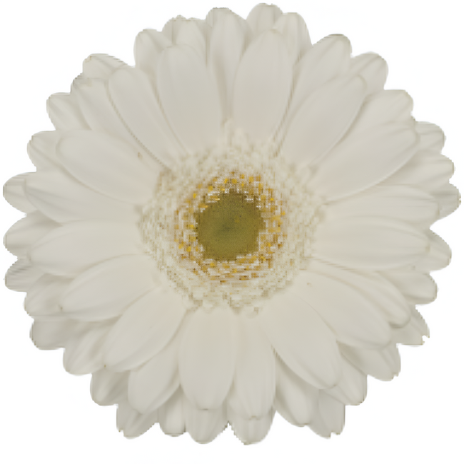 Germini Opus White canada