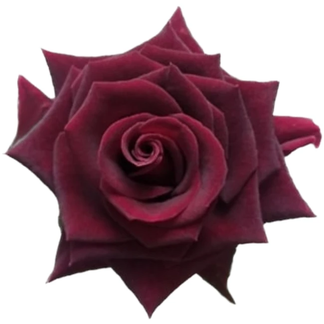 Rose Black Beauty 50cm Misty
