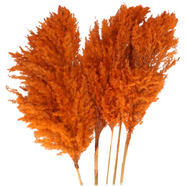 Dried Cortaderia Orange holl