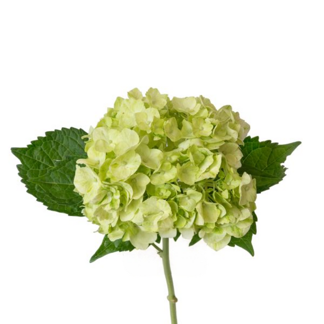 Hydrangea Mojto tessa(STEM)