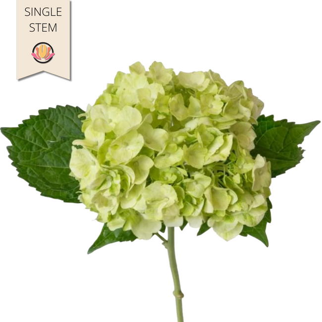 Hydrangea Mojto tessa(STEM)