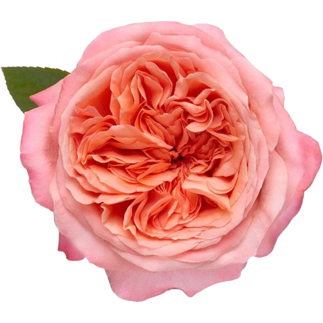 Rose Pink X-pression 60cm riop