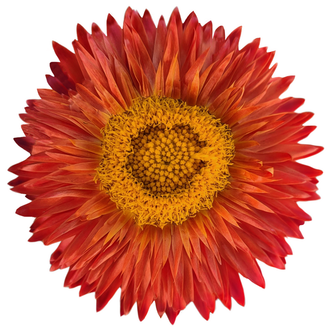 Strawflower Org much