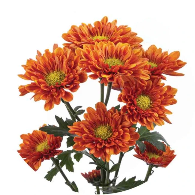Pom Daisy Florange sole