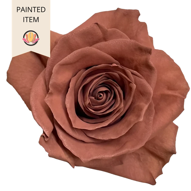 Rose Latte 60cm Florecal